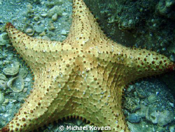 Starfish under the Blue Heron Bridge by Michael Kovach 